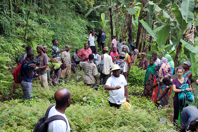 image Agriculture / Lancement d’une campagne de reboisement à Anjouan